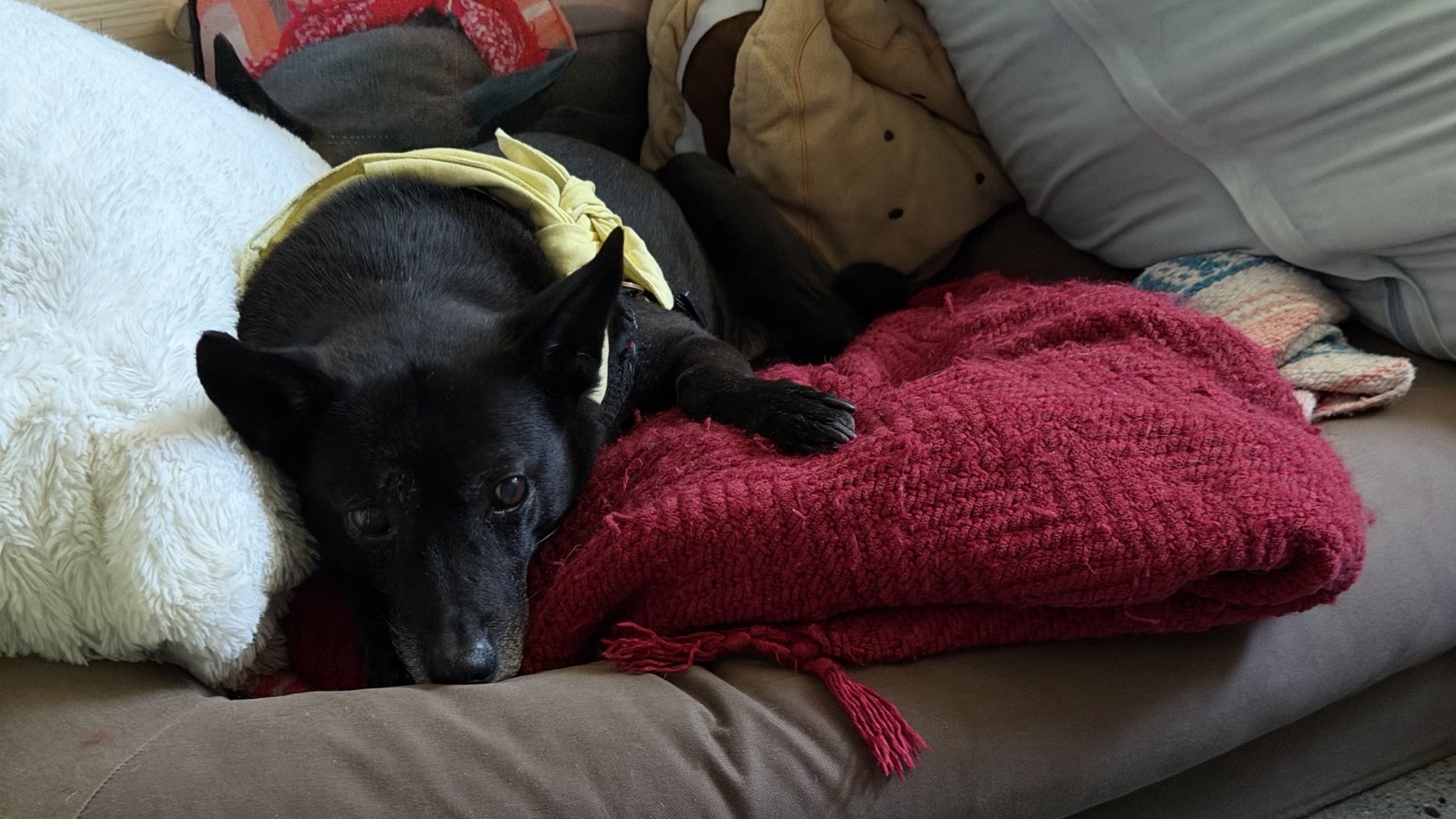 Tyler's dog