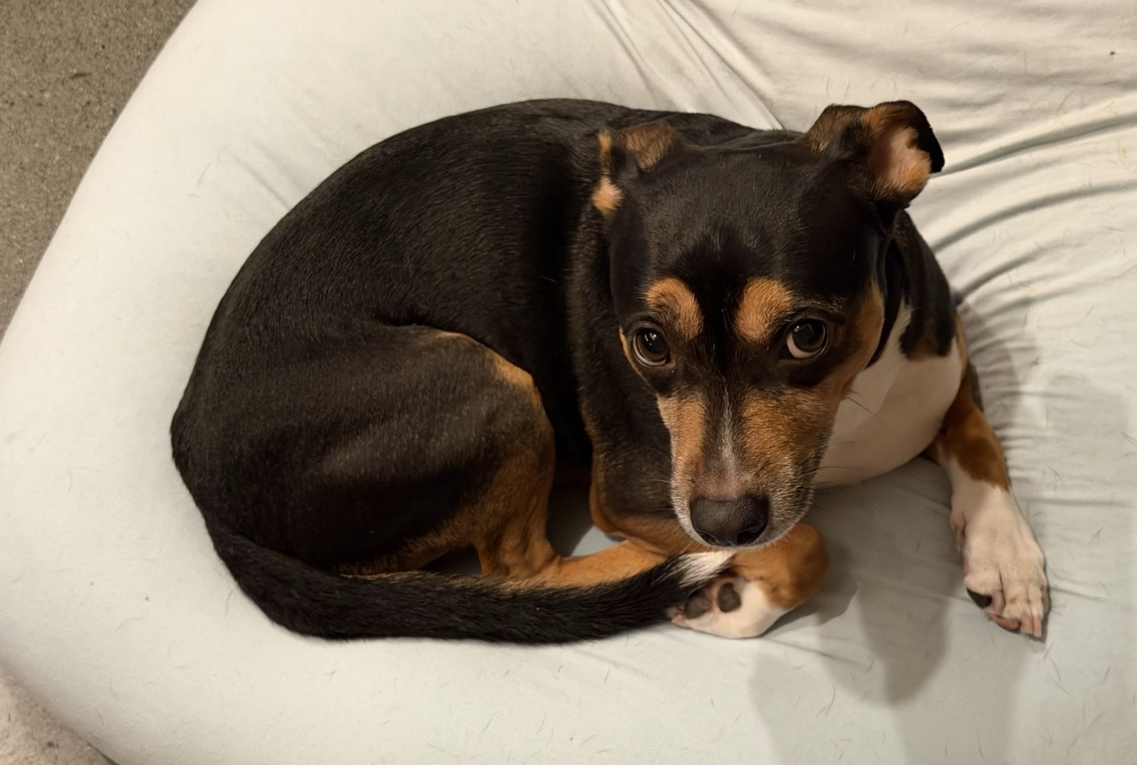 Tyler's other dog