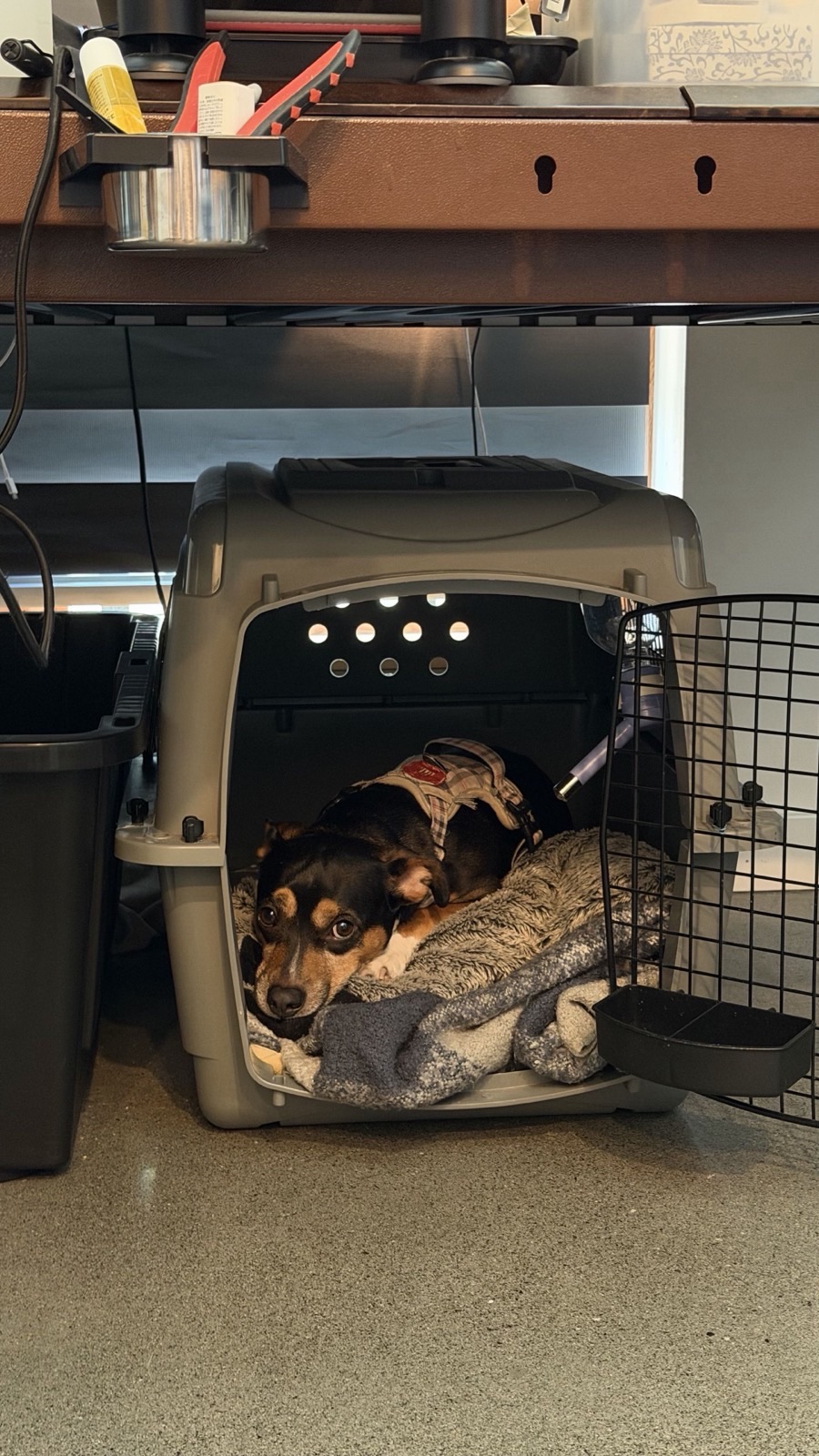 Tyler's other dog